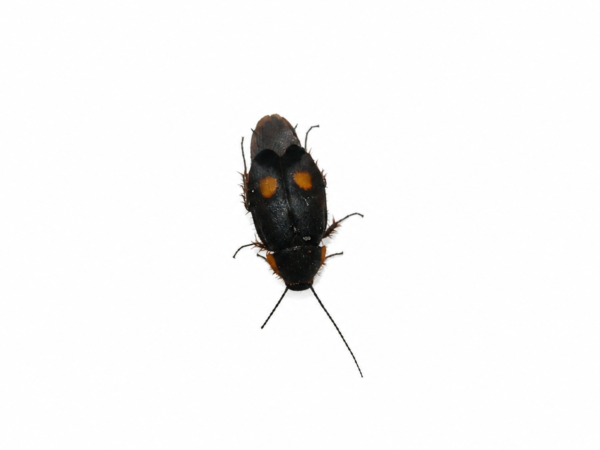 1 Euthyrrhapha pacifica