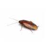 Ischnoptera rufa Ischnoptera rufa