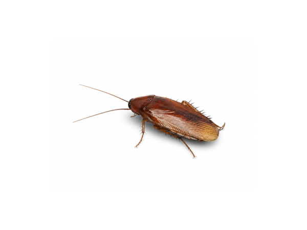 Ischnoptera rufa Ischnoptera rufa