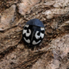 Therea olegrandjeani