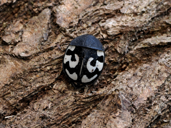 Therea olegrandjeani