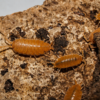 Porcellionides pruinosus