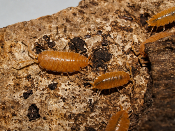 Porcellionides pruinosus