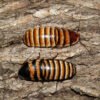 Elliptorhina javanica
