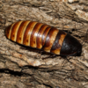 2 Elliptorhina chopardi