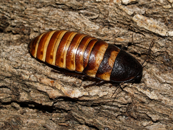 2 Elliptorhina chopardi