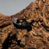 2 Euthyrrhapha pacifica