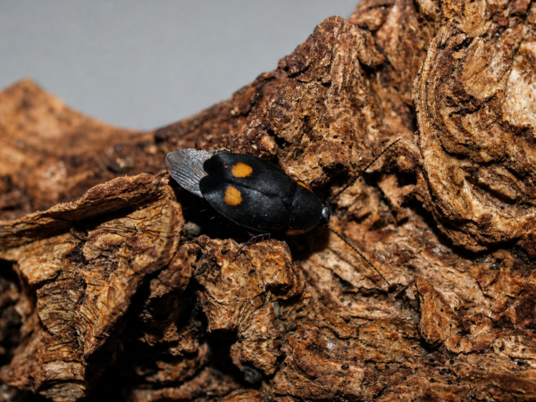 2 Euthyrrhapha pacifica