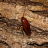 Ischnoptera rufa Ischnoptera rufa