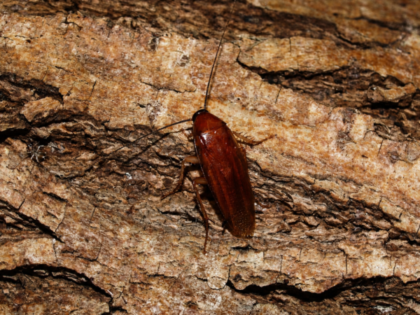 Ischnoptera rufa Ischnoptera rufa