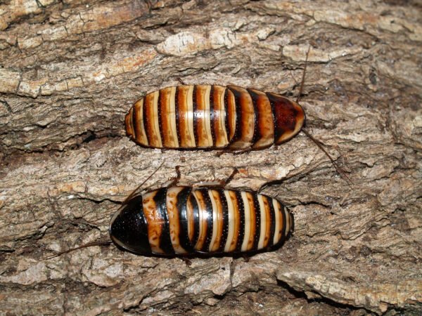 Elliptorhina javanica