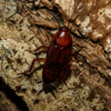 Paratemnopteryx colloniana