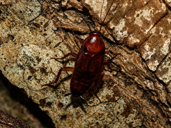 Paratemnopteryx colloniana
