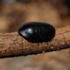Perisphaerus pygmaea