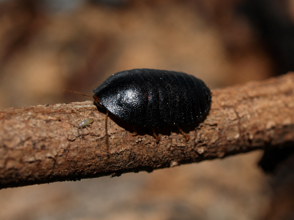 Perisphaerus pygmaea