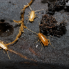 Nocticola vagus (Vienna zoo)