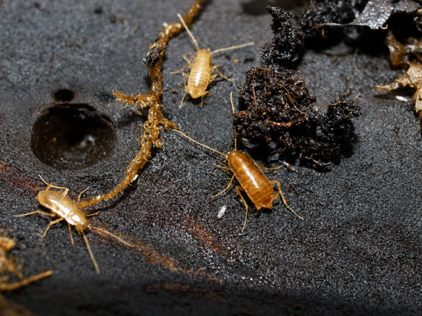 Nocticola vagus (Vienna zoo)