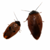 1 Gyna capucina