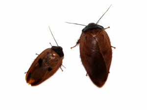 1 Gyna capucina