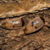 2 Gyna capucina