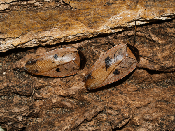 2 Gyna capucina